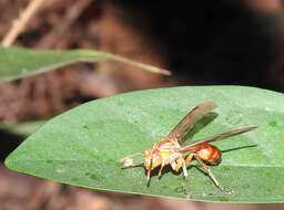 Parapolybia indica (de Saussure 1854)的圖片