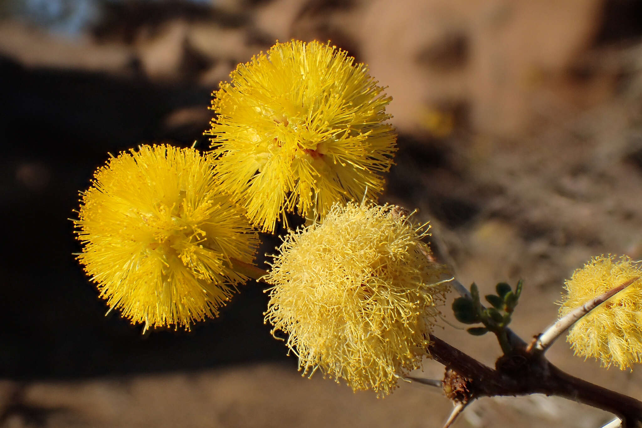 Image de Vachellia nebrownii (Burtt Davy) Seigler & Ebinger