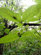 Plancia ëd Rauvolfia tetraphylla L.