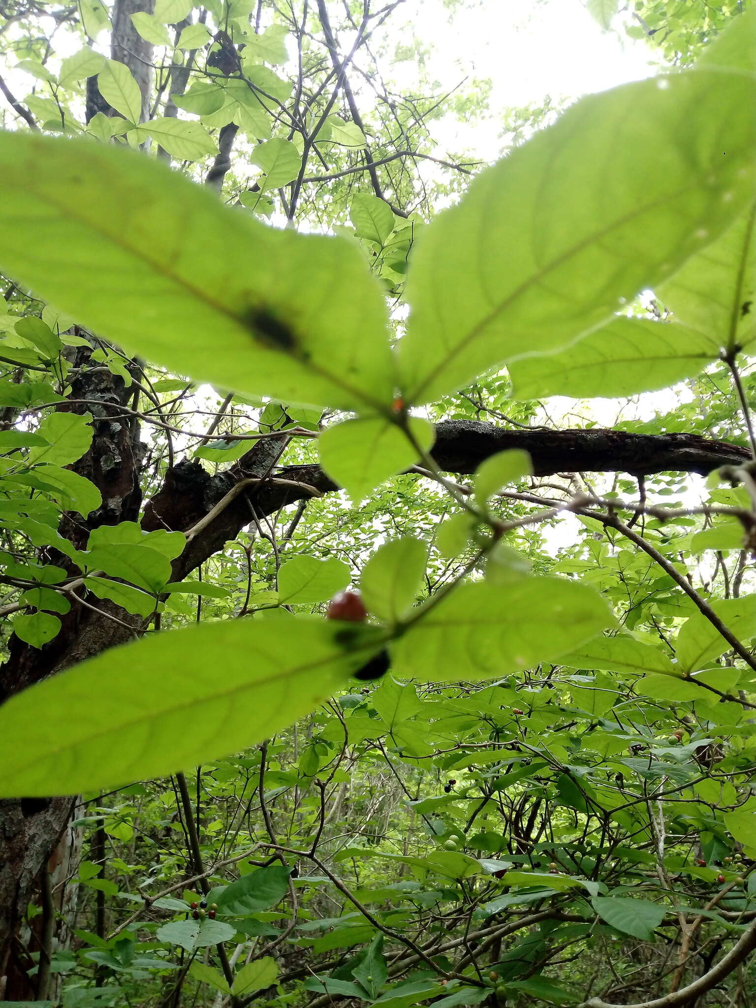 Plancia ëd Rauvolfia tetraphylla L.