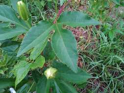 Plancia ëd Passiflora incarnata L.