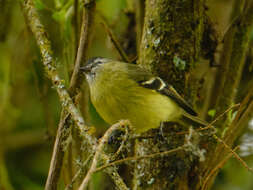 Phyllomyias nigrocapillus (Lafresnaye 1845) resmi