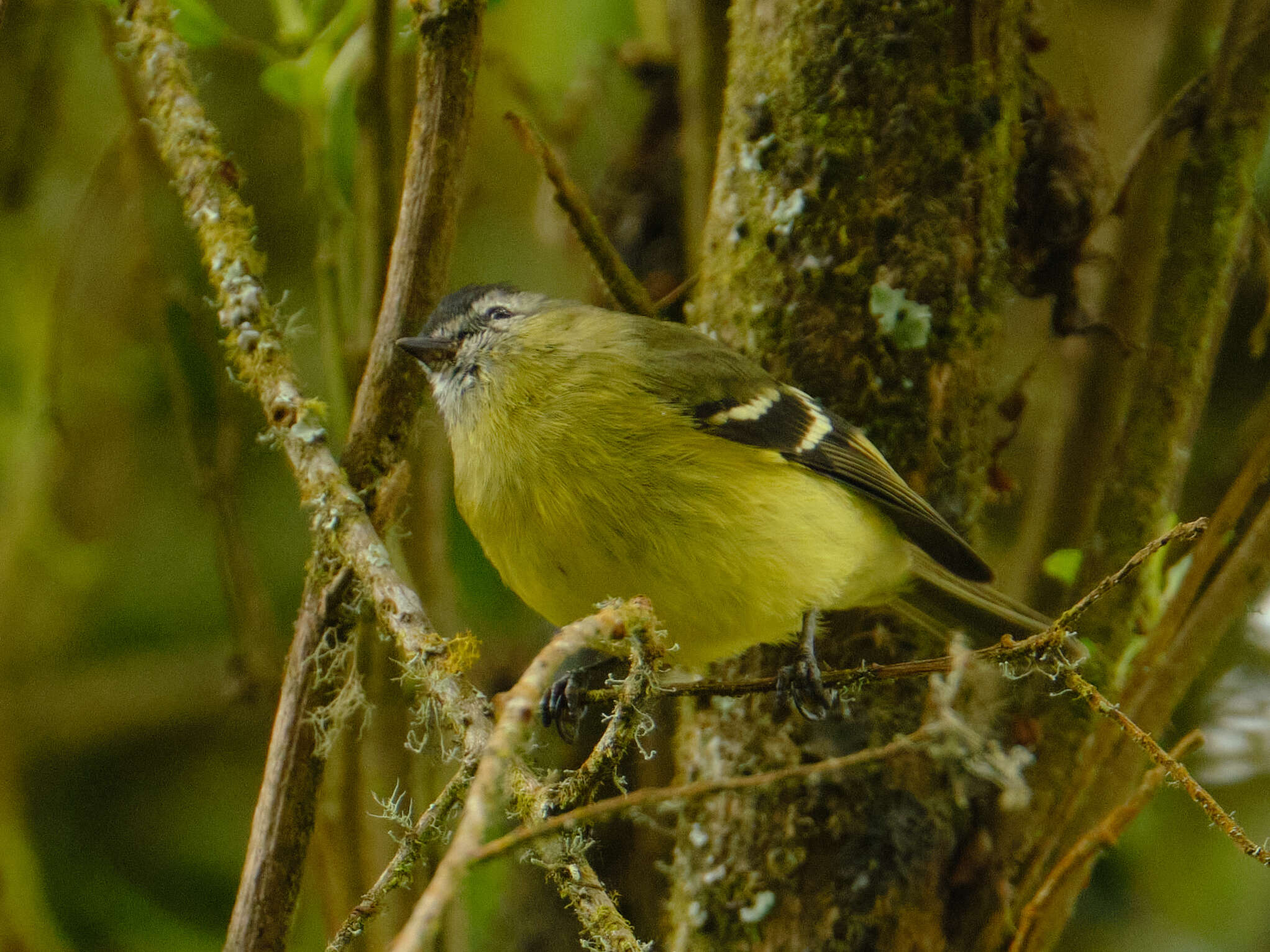 Phyllomyias nigrocapillus (Lafresnaye 1845) resmi