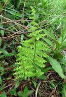 Image of Thelypteris confluens (Thunb.) C. V. Morton