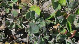 Image of Centella tridentata var. hermanniifolia