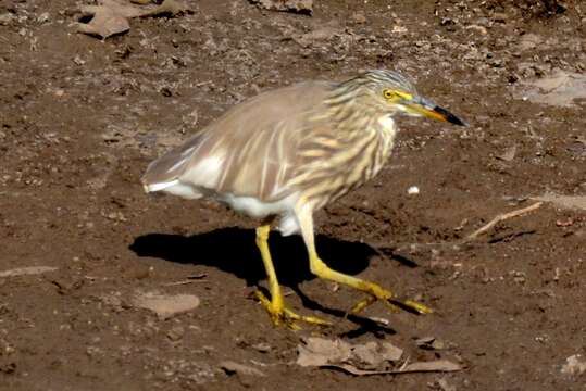 Image of Indian Pond Heron