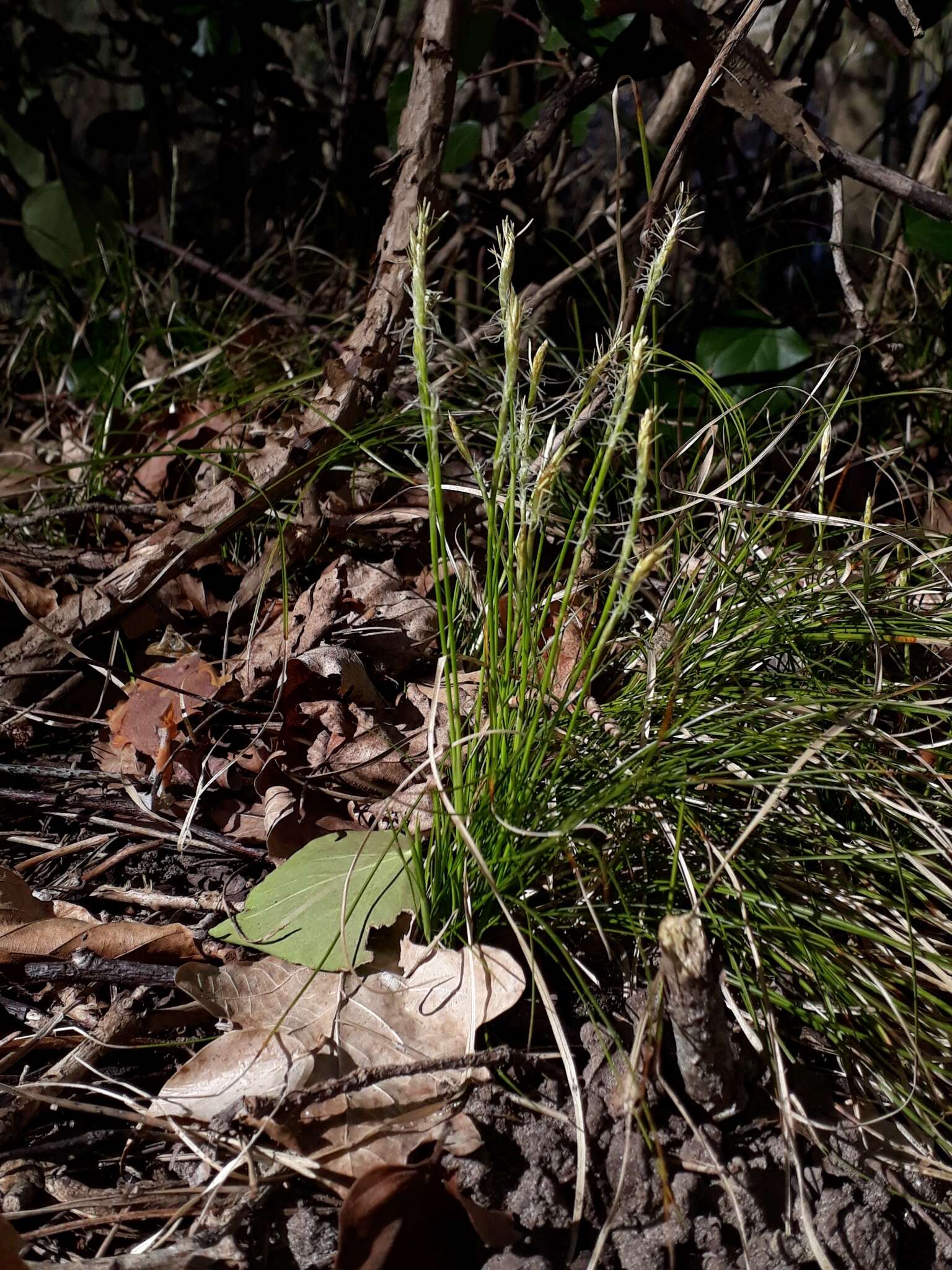 Image de Carex alba Scop.