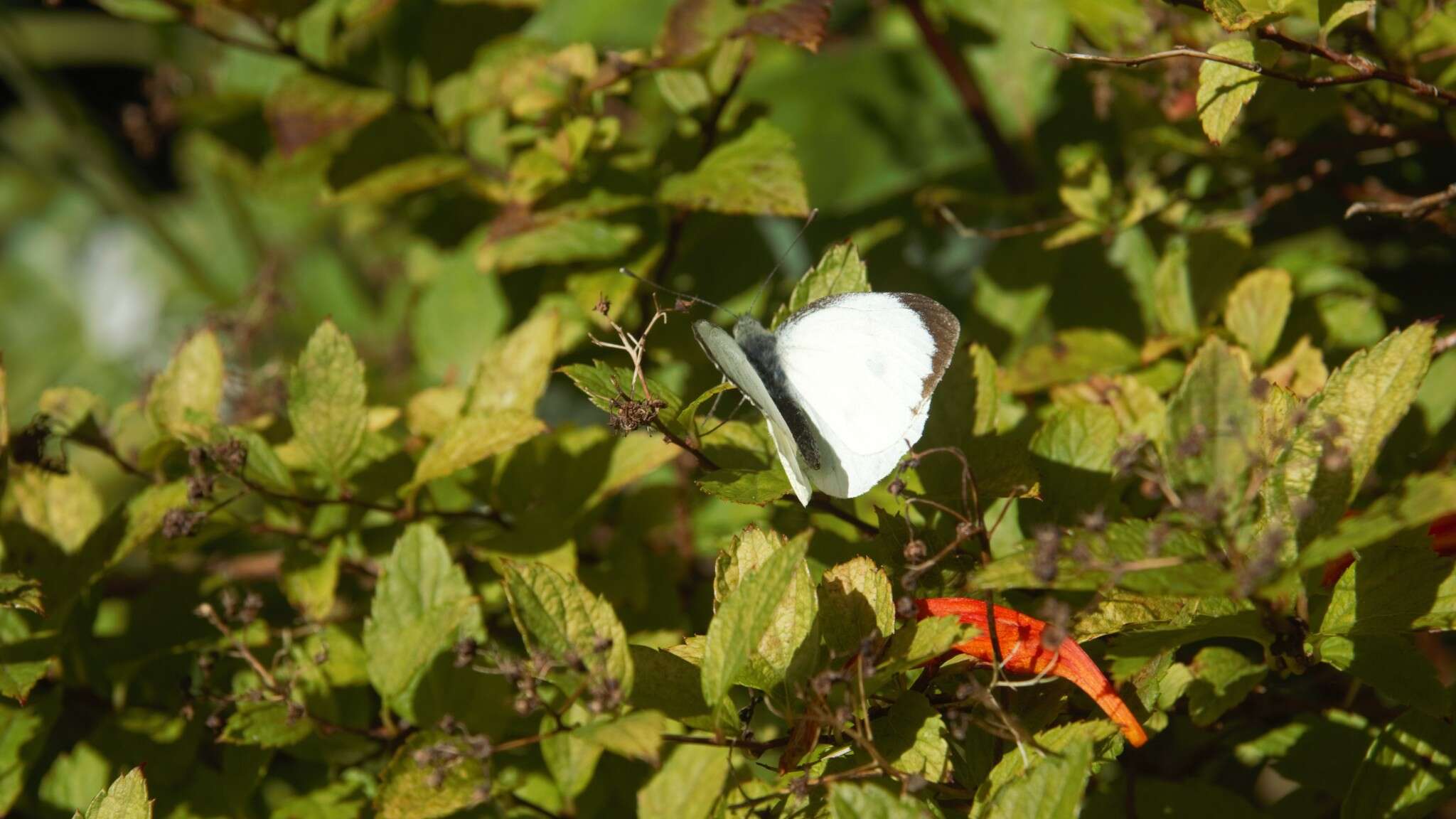 Image of cabbage butterfly