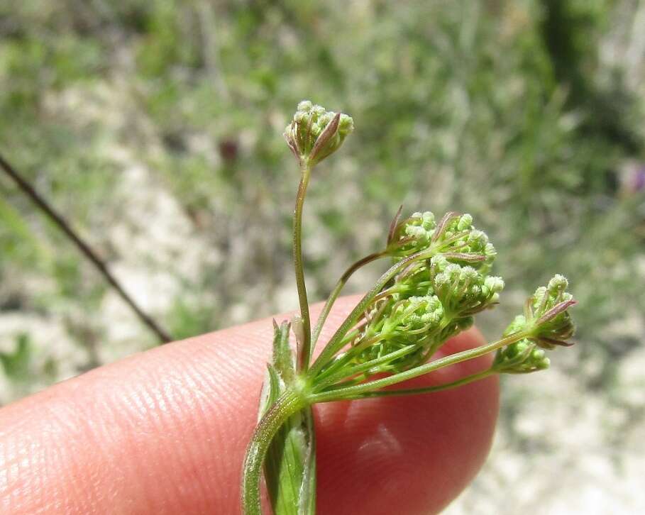 Image of solidstem burnet saxifrage