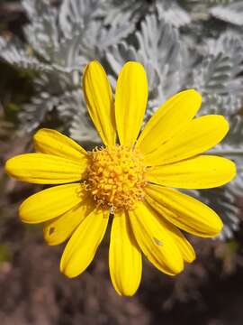 Image of Euryops pectinatus subsp. pectinatus