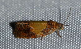 Olethreutes osmundana Fernald 1879 resmi