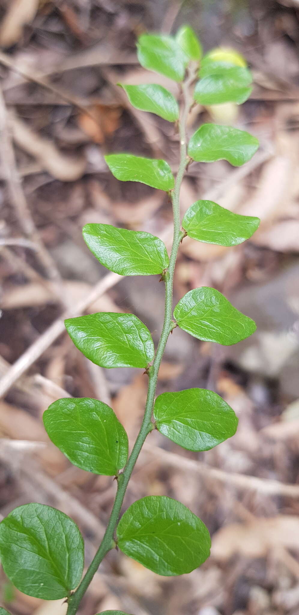 Image of Capparis sarmentosa A. Cunn. ex Benth.