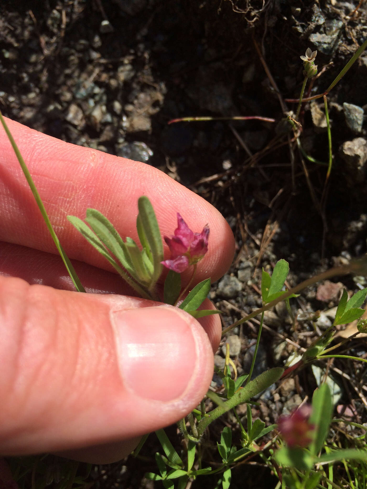 Image of cowbag clover