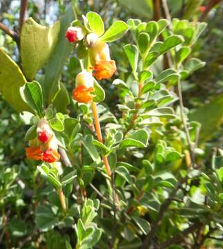 Imagem de Hermannia ternifolia C. Presl