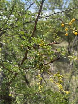 Image of Vachellia swazica (Burtt Davy) Kyal. & Boatwr.