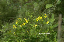 Image of fringed loosestrife