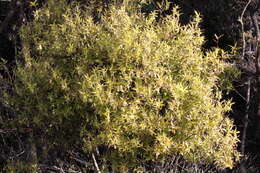 صورة <i>Leucopogon fasciculatus</i>