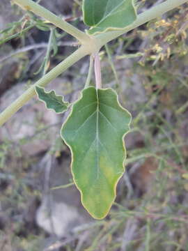 Слика од Acleisanthes chenopodioides (A. Gray) R. A. Levin