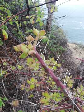 Image of Pereskiopsis rotundifolia (DC.) Britton & Rose