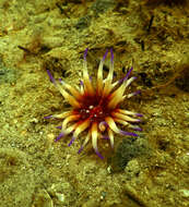 Image of Epiactis australiensis Carlgren 1950