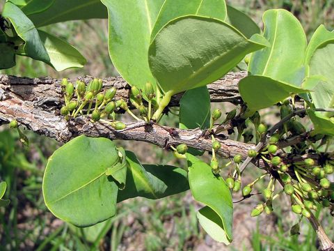 Image of <i>Erythroxylum suberosum</i> A. St.-Hil.