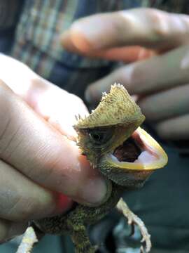 Image of Horned wood lizard