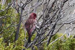 Image of Red-mantled Rosefinch