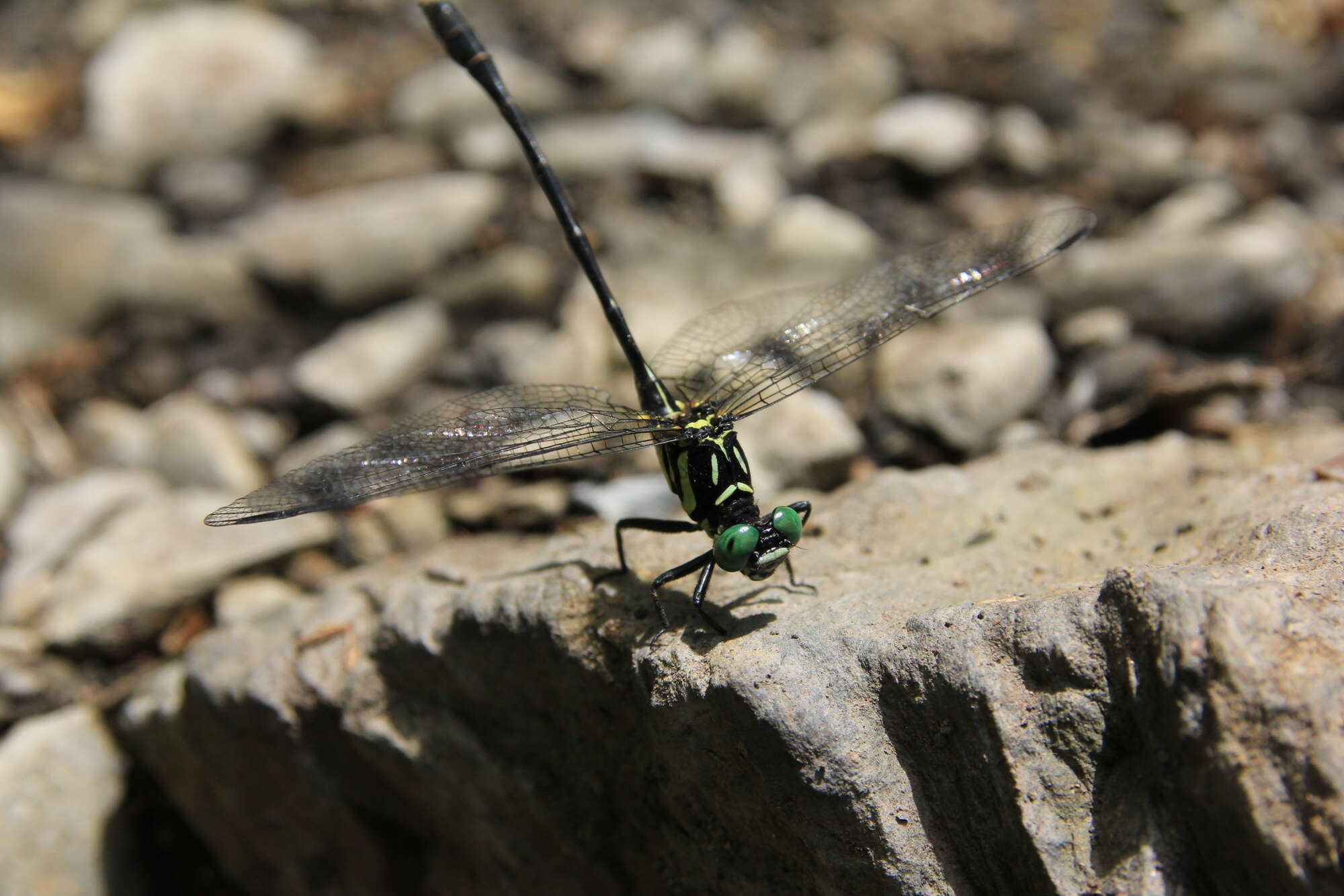 Image of Stylogomphus changi Asahina 1968