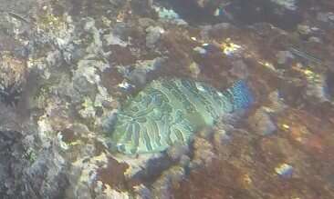 Image of Giant Hawkfish