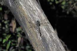 Image of Tasmanian Darner