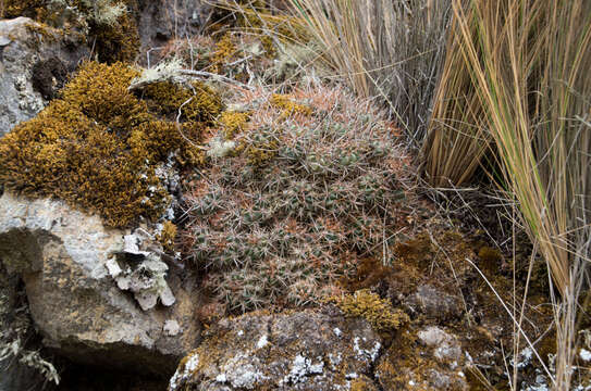 Image of Lobivia maximiliana subsp. caespitosa