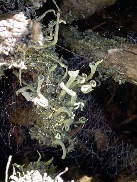 Imagem de Cladonia digitata (L.) Hoffm.