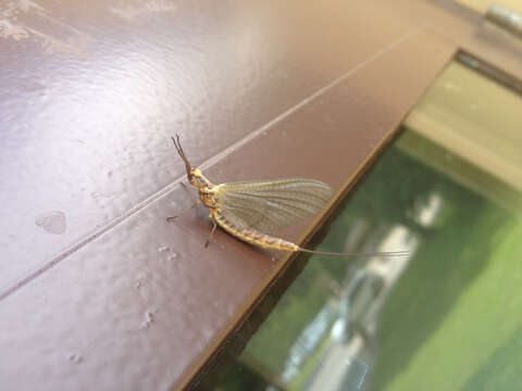 Image of Hexagenia Mayfly