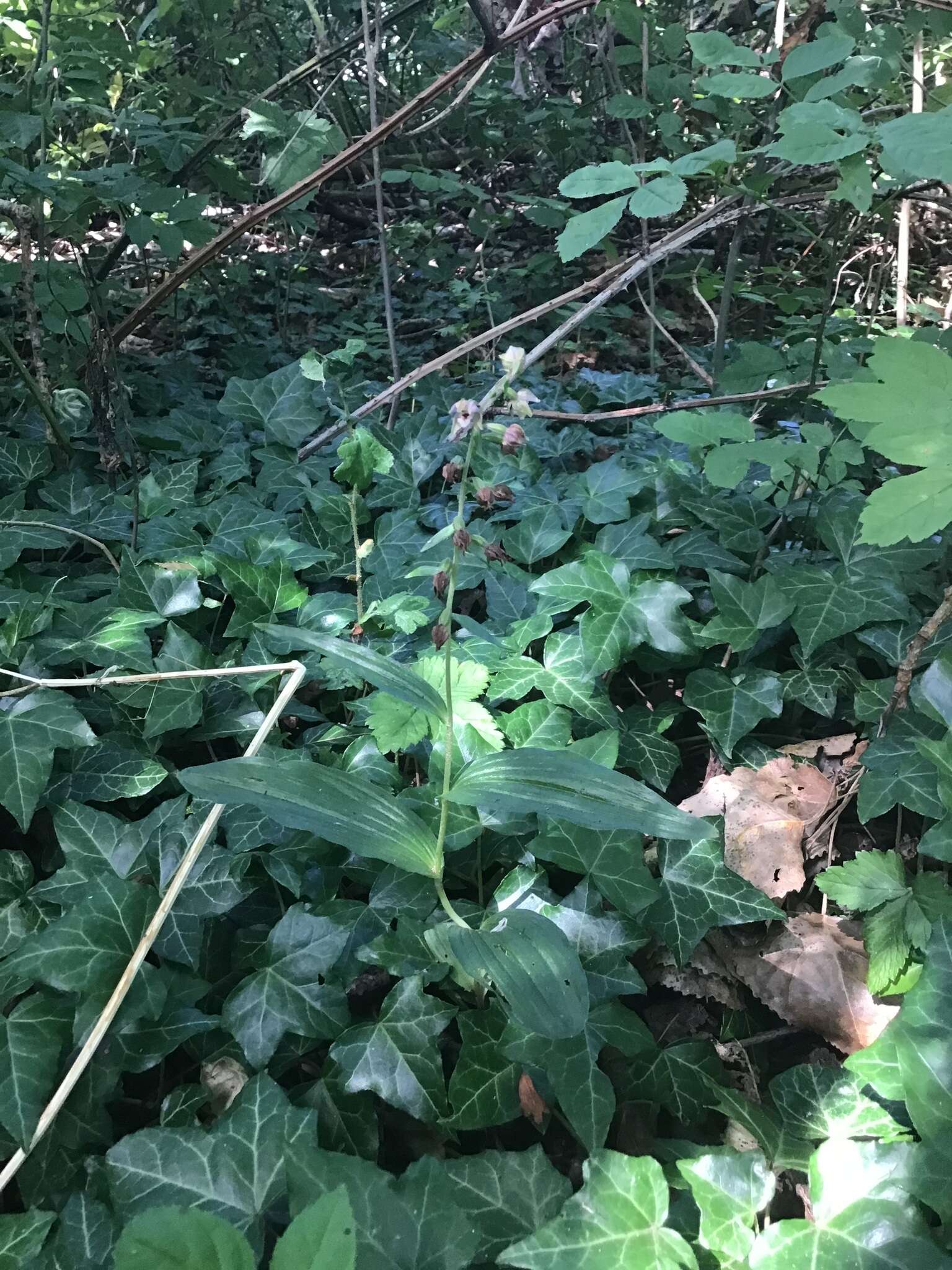 Image of Young's helleborine