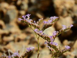 Imagem de Limonium corinthiacum (Boiss. & Heldr.) O. Kuntze