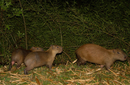 Image of Capybara