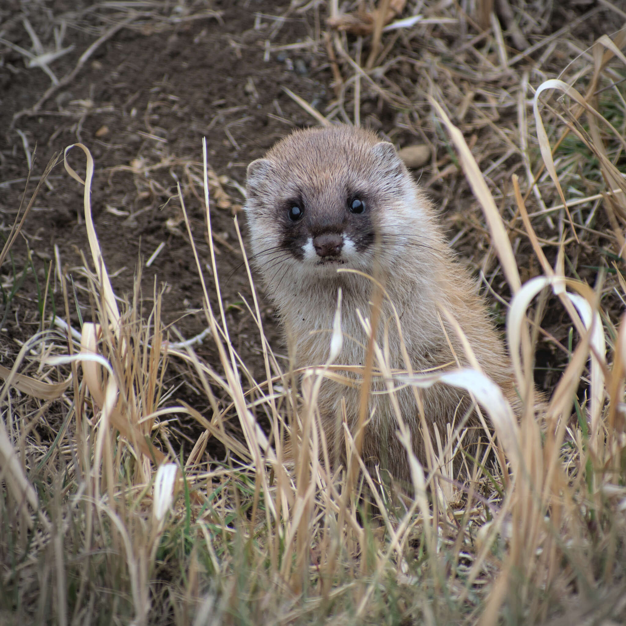 Image of Japanese Weasel