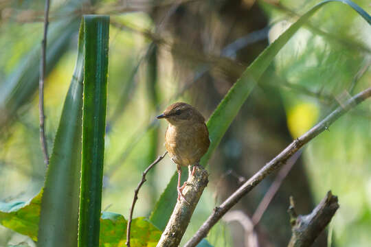 Image of Cameroon Scrub-warbler