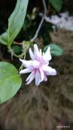 Image of Arabian jasmine