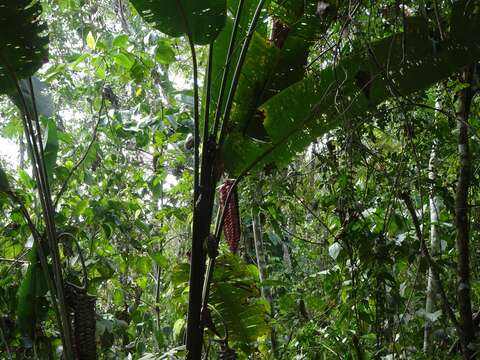 Image de Heliconia mariae Hook. fil.