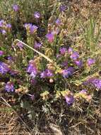 Plancia ëd Penstemon linarioides A. Gray