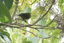 Image of Bronze-green Euphonia