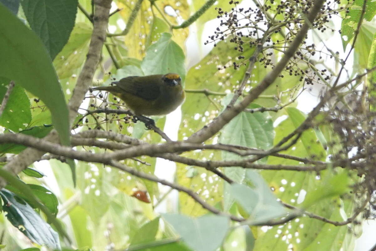 Euphonia mesochrysa Salvadori 1873 resmi