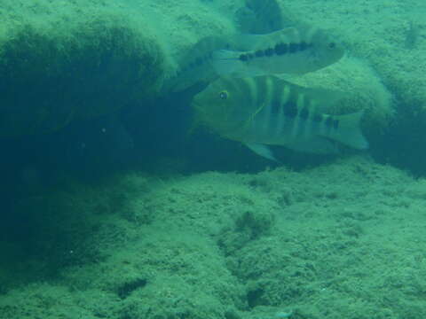 Слика од Amphilophus flaveolus Stauffer, McCrary & Black 2008