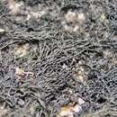 Image of hairy thread lichen