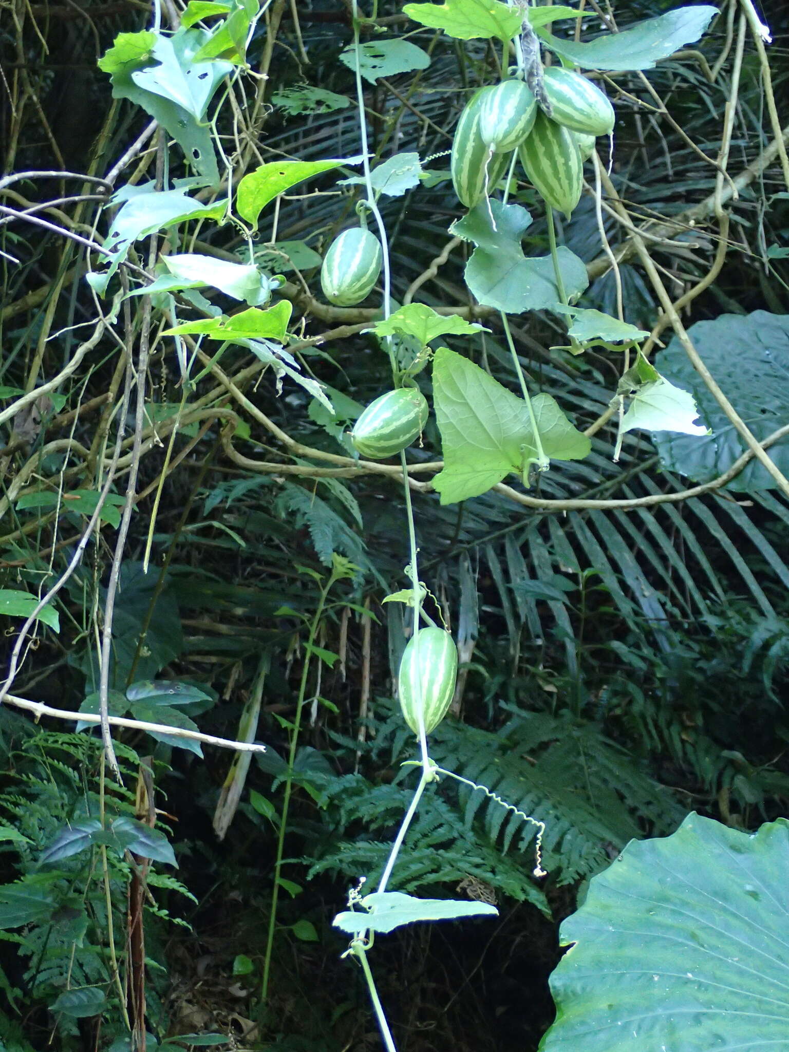 Image of Trichosanthes cucumeroides (Ser.) Maxim.