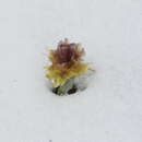 Image of Allium chrysanthum Regel