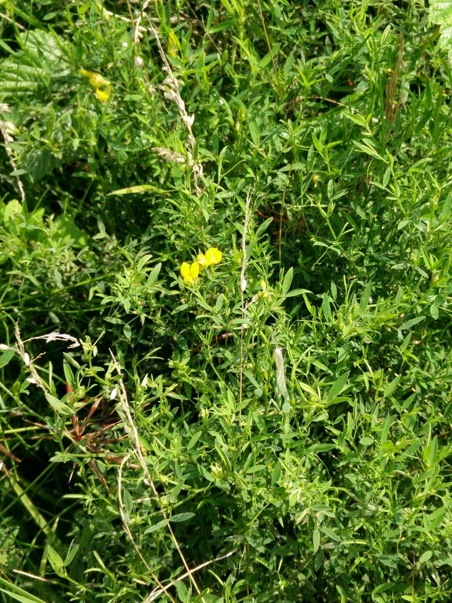 Слика од Lathyrus pratensis L.