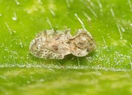 Image of Cotton lace bug