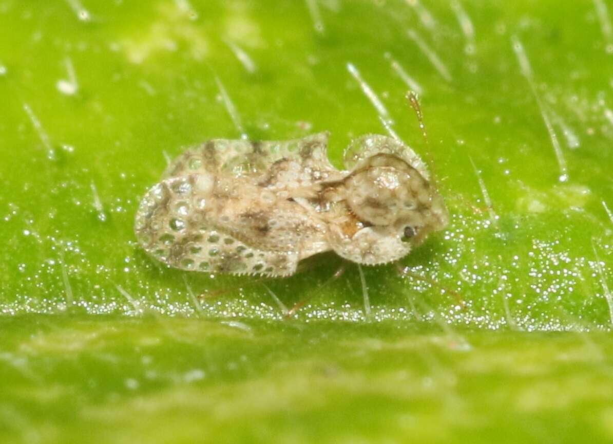 Image of Cotton lace bug